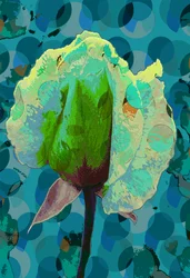 Rose thé 2